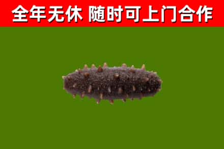 中堂镇回收海参干